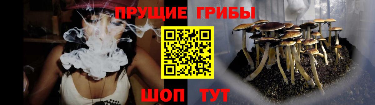 Псилоцибиновые грибы Cubensis Киселёвск